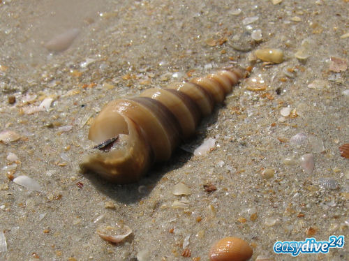 Turmschnecke Turritella attenuata