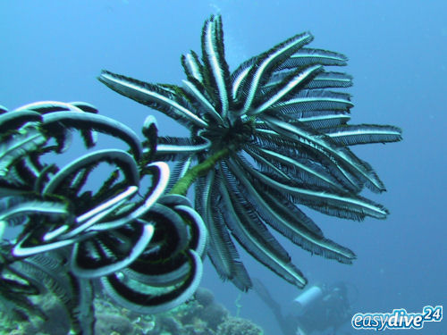 Feather Star Cenometra