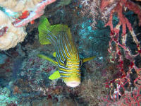 Plectorhinchus polytaenia