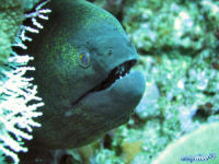 Yellow-edged moray Gymnothorax flavimarginatus