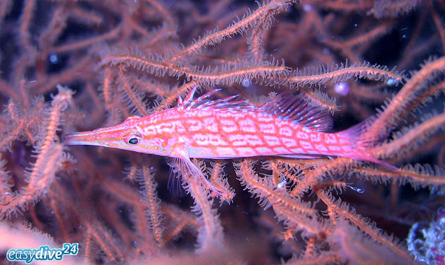 Hawkfish Oxycirrhites typus