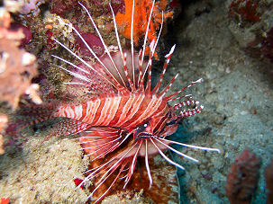 Pterois antennata