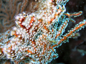 Unterwasserführer - Reef Guide