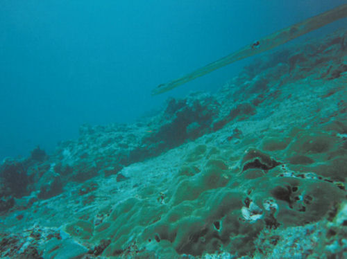 Trompetenfisch (Aulostomus chinensis) vor Bali