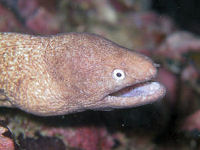 Slender moray Gymnothorax thyrsoideus