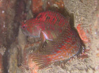 Roter Schleimfisch Parablennius ruber