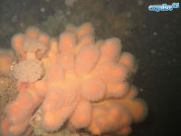 Alcyonium digitatum