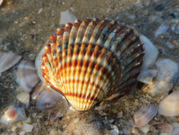 Acanthocardia tuberculata