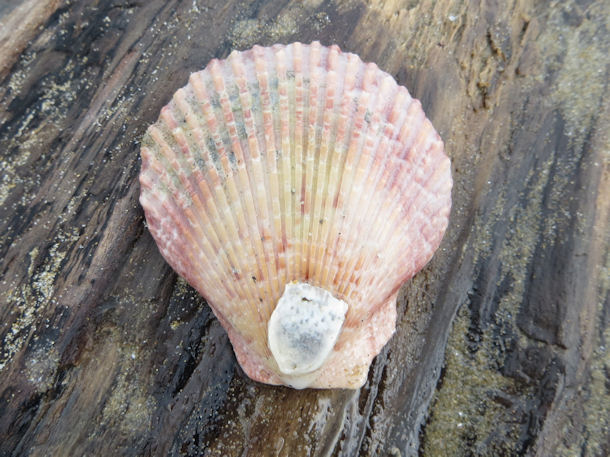 Aequipecten opercularis