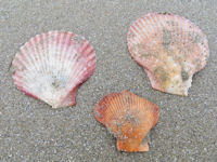 Aequipecten opercularis