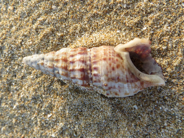 Cerithium vulgatum