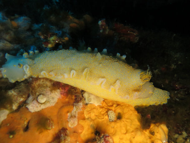 Hypselodoris picta