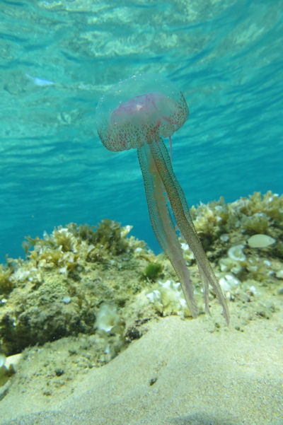 Leuchtqualle Pelagia noctiluca