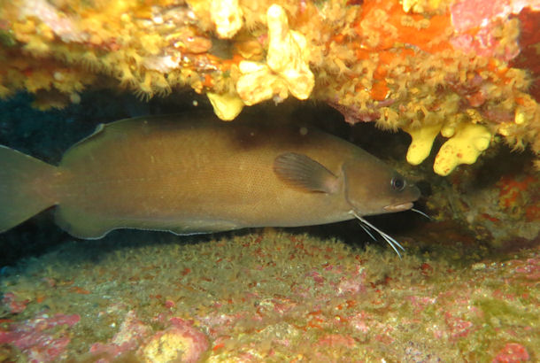 Tauchen Sardininen