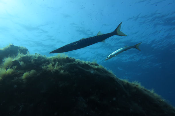 Tauchen Sardinien