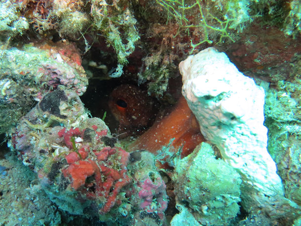 Tauchen Sardinien