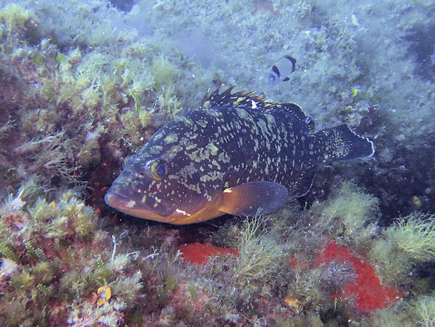 Zackenbarsch vor Sardinien