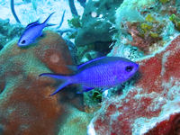 Chromis cyanea