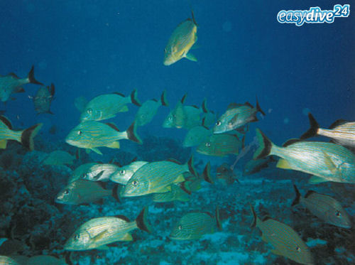 Blaustreifen-Grunzer Haemulon sciurus