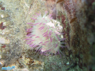 Stubby rose anemone Urticina coriacea