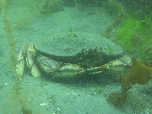 Dungeness crab Cancer magister