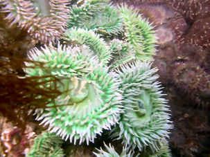 Grne Riesenanemone Anthopleura xanthogrammica