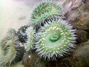 Grne Riesenanemone Anthopleura xanthogrammica