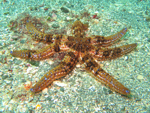 Coscinasterias tenuispina