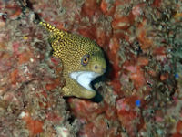 Goldschwanzmurne Gymnothorax miliaris