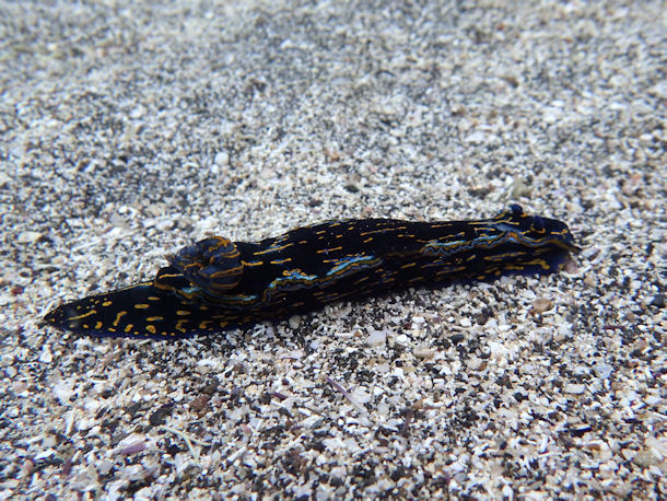 Hypselodoris picta