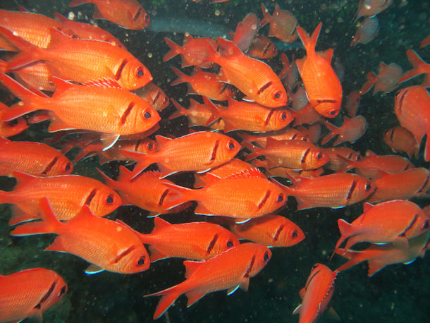 Soldatenfisch Myripristis jacobus