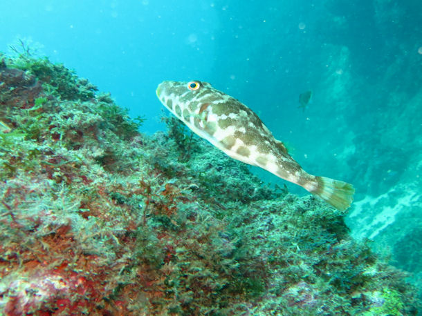 Brauner Kugelfisch Sphoeroides marmoratus