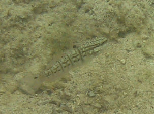 Amblygobius semicinctus