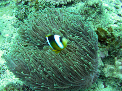 Blasenanemone (Entacmea quadricolor)