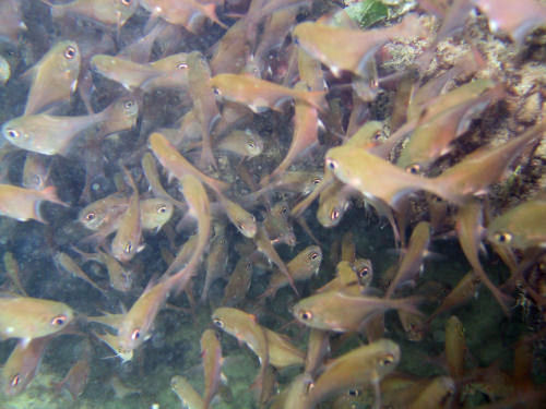 Beilbauchfisch Pempheris schwenkii