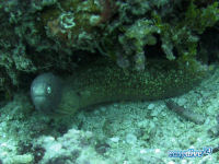 Geometric moray Gymnothorax griseus