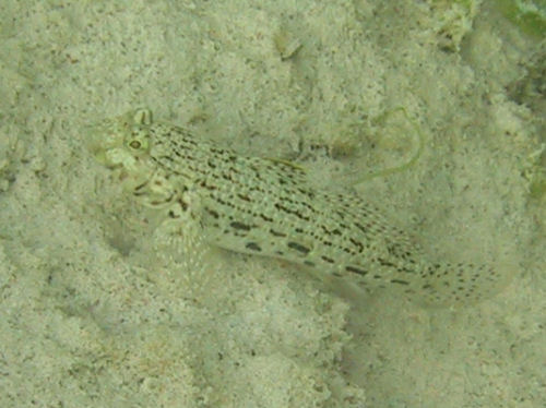 Schmuckgrundel Istigobius ornatus