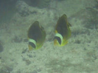 Chaetodon lunula