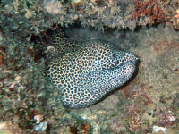 Netzmurne Gymnothorax favagineus