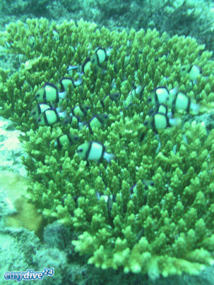 Acropora sp.