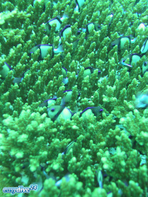 Acropora sp.