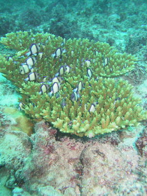 Acropora sp.