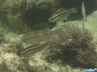 Kugelkopf-Papageifisch Chlorurus sordidus