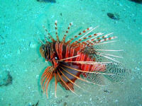 Pterois mombasae