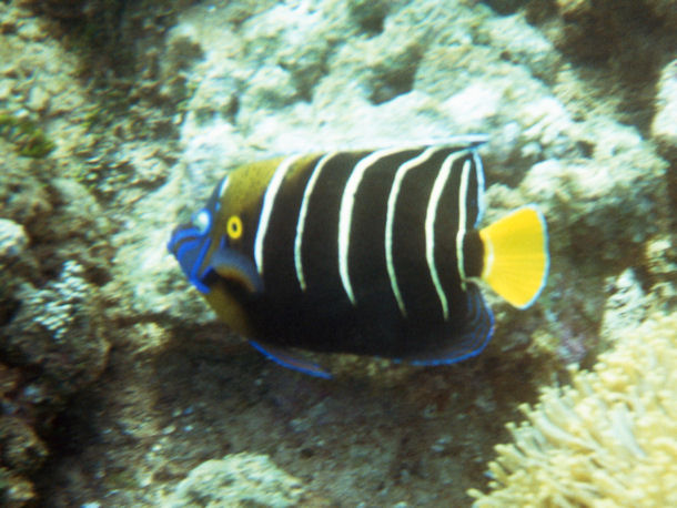 Pomacanthus chrysurus