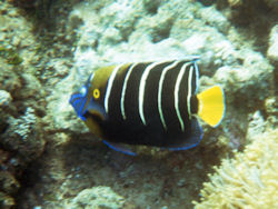 Pomacanthus chrysurus