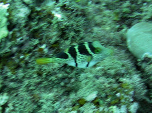 Sattel-Spitzkopfkugelfisch Canthigaster valentini