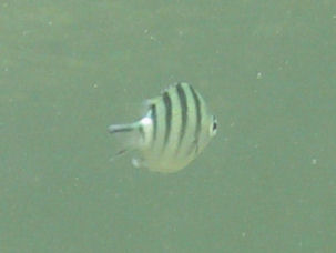 Sergeantfisch Abudefduf sexfasciatus