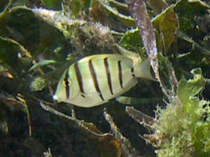 Acanthurus triostegus