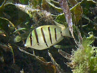 Schwarzstreifen-Doktorfisch Acanthurus polyzona